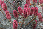 Picea pungens - glauca