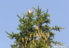 Picea pungens - glauca