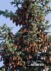 Picea pungens - glauca