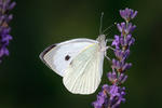 Pieris brassicae