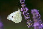 Pieris brassicae