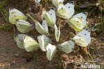 Pieris rapae + napi