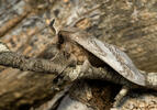 Pine Caterpillar