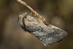 Pine Caterpillar