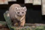 Pine Marten