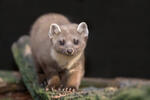 Pine Marten