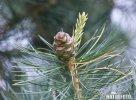 Pinus cembra