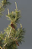 Pinus strobus