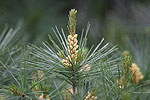 Pinus strobus