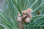 Pinus sylvestris