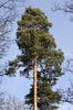 Pinus sylvestris