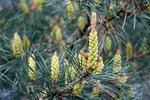 Pinus sylvestris