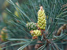 Pinus sylvestris