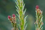 Pinus sylvestris