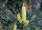 Pinus sylvestris