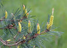 Pinus sylvestris