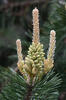 Pinus uncinata var.rotundata