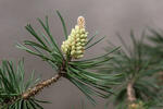 Pinus uncinata var.rotundata