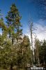 Pinus uncinata var.rotundata