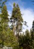 Pinus uncinata var.rotundata