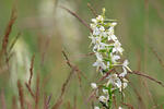 Platanthera bifolia