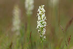 Platanthera bifolia