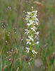 Platanthera bifolia