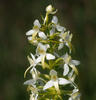 Platanthera bifolia