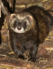 Polecat