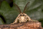 Polilla gitana