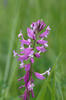 Polygala major