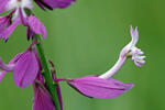 Polygala major