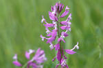 Polygala major