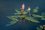 Polygonum amphibium