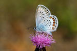 Polyommatus sp.