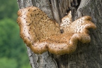 polypore écailleux