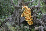 polypore soufré