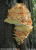 polypore soufré