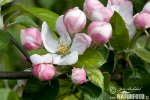 Pommier