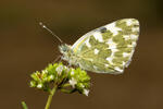 Pontia daplidice