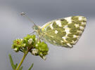 Pontia daplidice