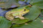Pool Frog Kleiner Wasserfrosch