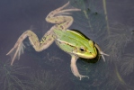 Pool Frog Kleiner Wasserfrosch