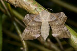 Poplar Hawk-moth