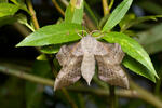 Poplar Hawk-moth