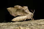 Poplar Hawk-moth