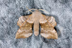 Poplar Hawk-moth