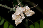 Poplar Hawk-moth