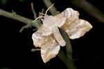 Poplar Hawk-moth