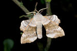 Poplar Hawk-moth